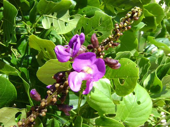 Spotting Image 1