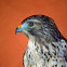 Red-shouldered Hawk
