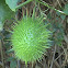 wild cuucumber