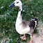Albino Canadian goose