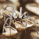 Pisaura mirabilis