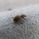Fuller Rose Weevil