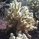 teddybear cholla