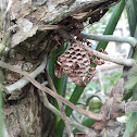 Wasp (Paper Wasp)