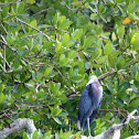 Little Blue Heron