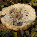 Parasol mushroom