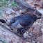 Wild Turkey (female)