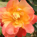 Rose hybrid
