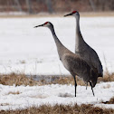 Sandhill Crane