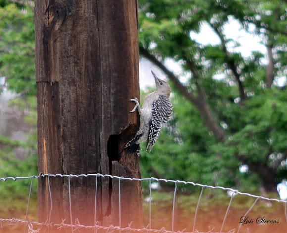 Spotting Image 1