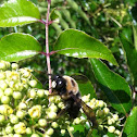 Bumble Bee