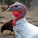 Turkey (female)