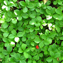 Bunchberry