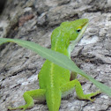 Carolina Anole
