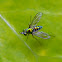 long-legged fly
