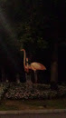 Flamingos in Albena