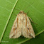Noctuid Moth