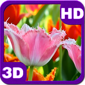 Download Fascinating Flowering Tulips For PC Windows and Mac