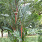 Sealing-Wax Palm