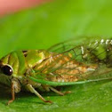 cicada