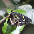 Regent Skipper