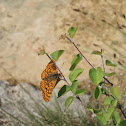 [Euphydryas aurinia]