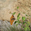 [Euphydryas aurinia]