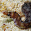 Brown Moray Eel (juvenile)