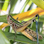 Grasshopper