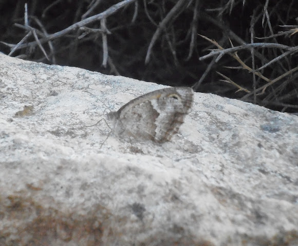 Spotting Image 1