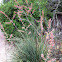 Red Yucca