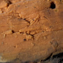 Orange Poria
