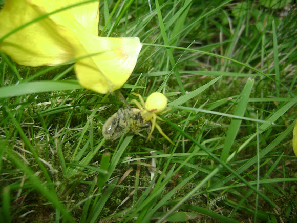 Spotting Image 1
