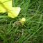 goldenrod crab spider