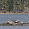 Harbor seal