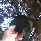 Red Norway Maple