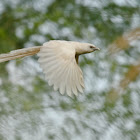 coucal