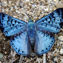 Glittering Sapphire  / Black-patched Metalmark