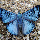 Glittering Sapphire  / Black-patched Metalmark