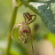 Spider exoskeleton