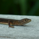 Japanese Grass Lizard
