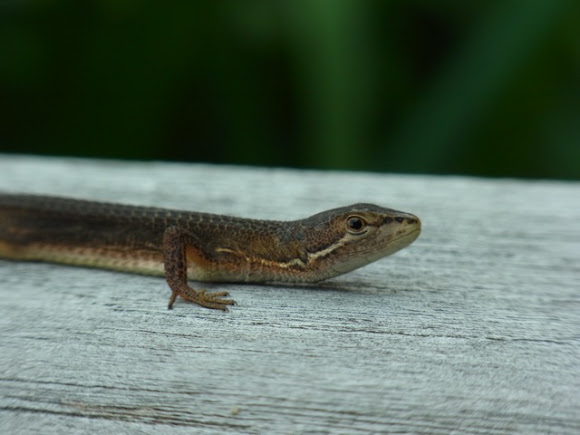 Spotting Image 1