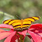 Banded Orange