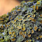 Maritime Sunburst Lichen
