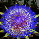 Alcaxofra Flower