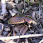 Körniger Laufkäfer (Granulated Ground Beetle)
