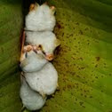 White Bats