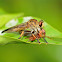 Robber Fly