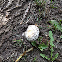 Birch polyporus