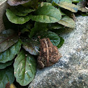 Toad